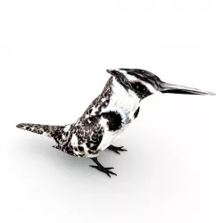 Pied Kingfisher Ceryle rudis Low-poly  3D model