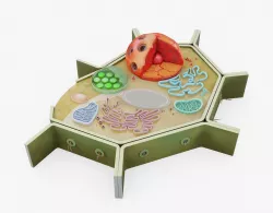 Plant Cell Visualization 3D model