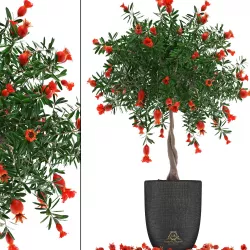 Pomegranate Tree with Fruit 3D model