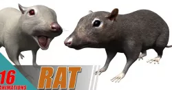 Rat grey and white Low-poly  3D model