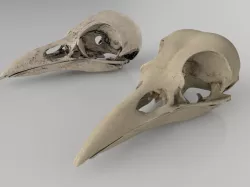 Raven skull  3D model