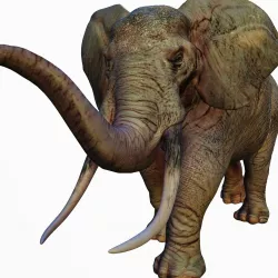 Realistic African Elephant 3D model