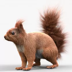 red squirrel Model 3D model