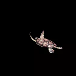 sea turtle animation Low-poly  3D model