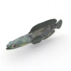 Snakehead Fish Low-poly  3D model