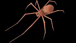 Spider Sculpt 3D model