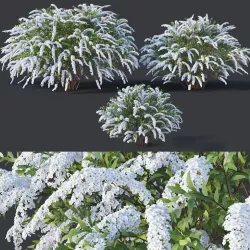 Spiraea Nr5 Spiraea X Cinerea - Grefsheim - 3 sizes 3D model