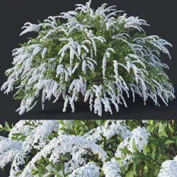 Spiraea Nr6 Spiraea X Cinerea - Grefsheim XL  3D model