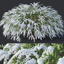 SpiraeaNr7 Spiraea X Cinerea - Grefsheim XXL  3D model