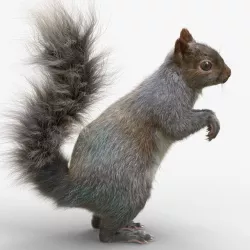 Squirrel  3D model