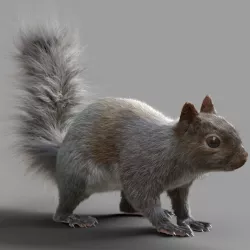 Squirrel Model 3D model