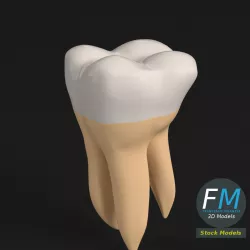 Stylized human second molar tooth 3D model