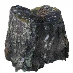 Tree stump scan 10 3D model