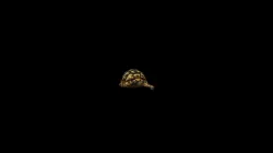 turtle animation Low-poly  3D model