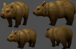 Wombat Low-poly  3D model