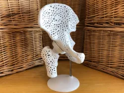 Hip and Pelvis Model