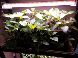 LED Grow Light Diffuser