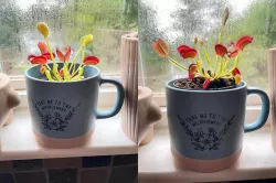 Plant Pot Riser...OF DOOM!
