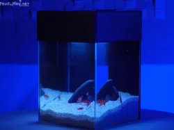 Simple all-in-one(AIO) fish tank aquarium cover v1.0 (for PLA)