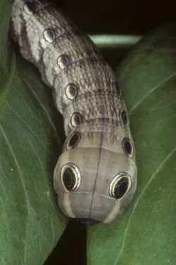 Snake Bugs for wargaming