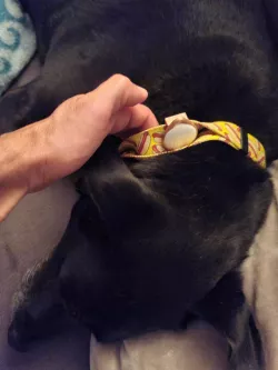 Dog collar Airtag holder