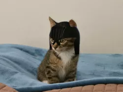 PUSS DREDD!!! Judge Dredd Helmet For Your Cat!