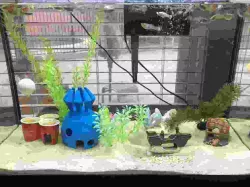SpongeBob House Aquarium