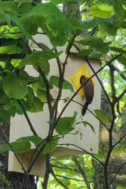 Birdhouse/nestbox entrance restrictor plates