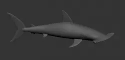 Hammerhead Shark