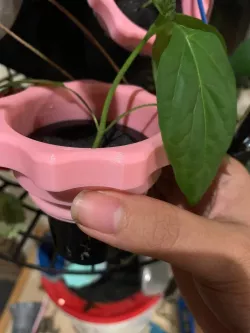 Hydroponics net cup adapter