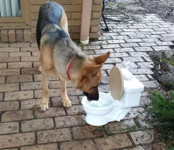 Potty / Toilet Pet Water Bowl - Auto Filling!