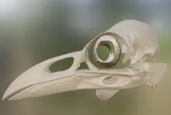 Raven Skull Mask
