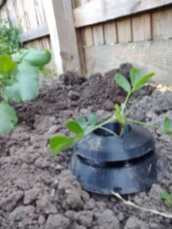slug trap plant moat