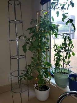 Tomato cage
