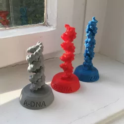 A-DNA, B-DNA, Z-DNA