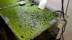 Aquarium Glass Clip
