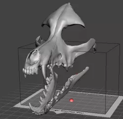 Dog Skull Mask