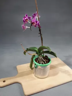 Flor da lata