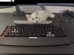 Keyboard Catguard