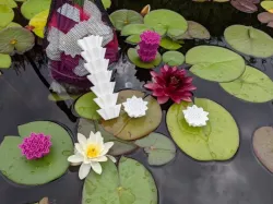 Water Lilly Pond Filter Media