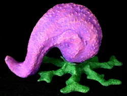 Alien Plant Meloncholy
