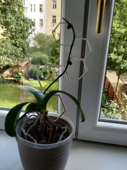 Geometric expandable plant grow supports