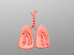 Lungs