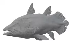 Mawsonia (Mawsonia gigas)