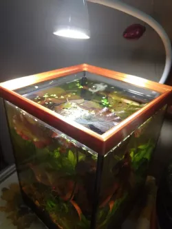 Aquarium Cover 1 gallon square
