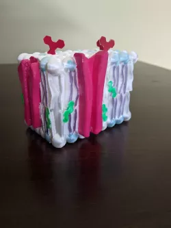 Cell Membrane Model
