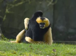 Hugging Gibbons