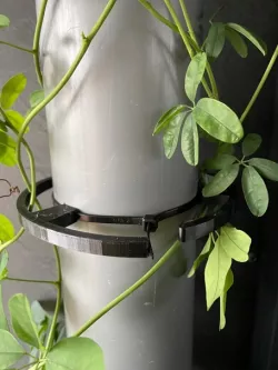 Plant Trellis