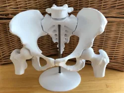 6-Piece Magnetic Female Pelvis Model