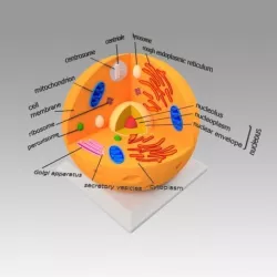 Animal Cell